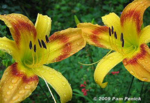 Partners in the garden